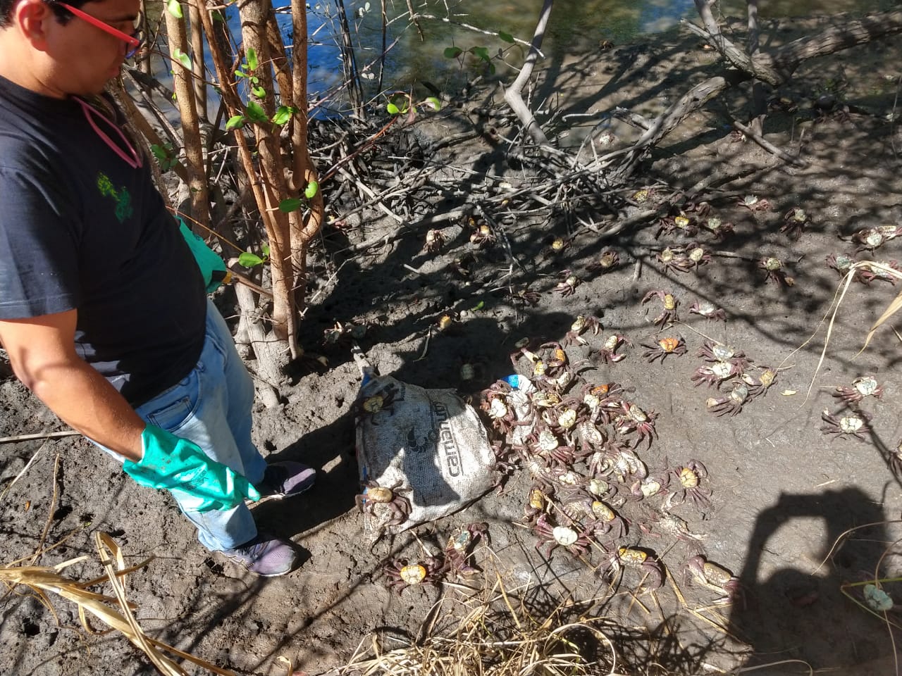 Foto: Acervo ICMBio / Gov.br – Licença CC BY-ND 3.0