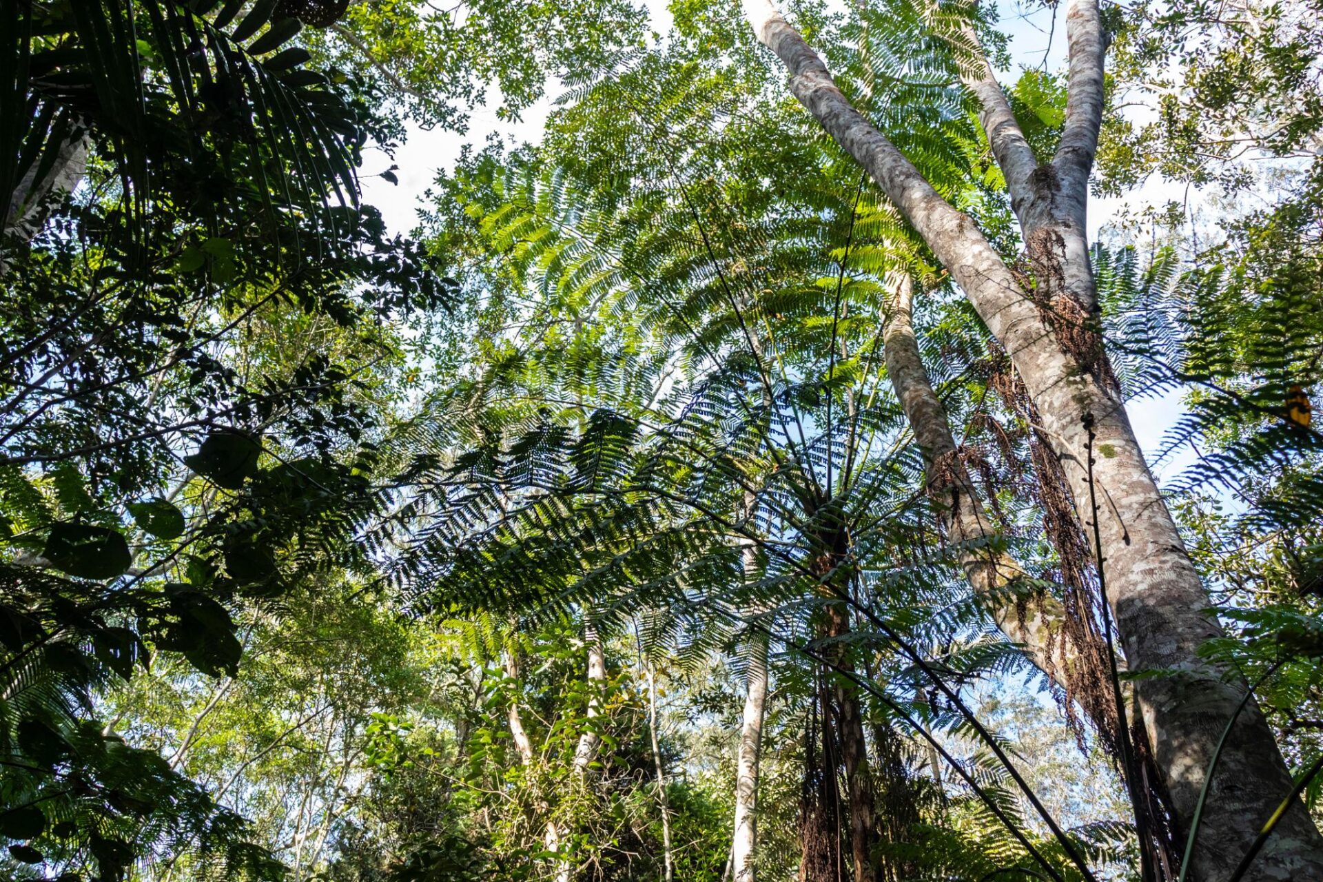 A Mata Atlântica é um dos biomas mais biodiversos do planeta e está presente em grande parte do litoral brasileiro.Foto: Banco de imagens (Unsplash / Pexels)