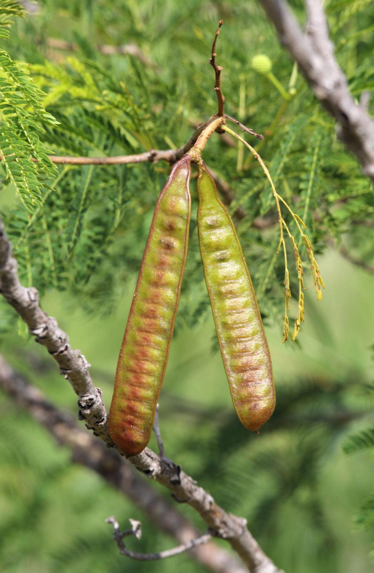 A leucena (Leucaena leucocephala) é considerada uma espécie exótica invasora em diferentes regiões do Brasil.Foto: Wikimedia Commons / Banco de imagens botânicas.