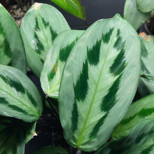 Maranta bicolor (Maranta cristata)