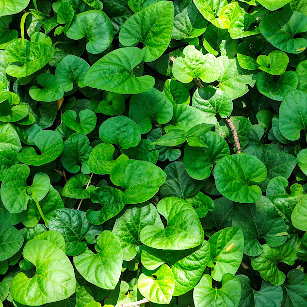 Solano rasteiro (Lycianthes asarifolia)