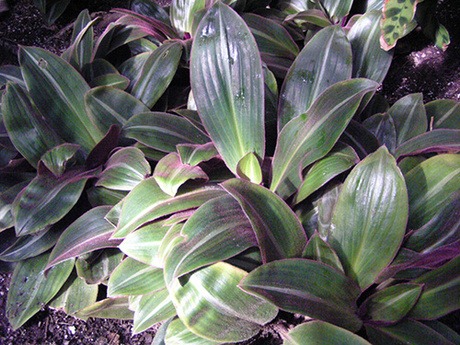 Siderasis ou trapoeraba peluda (Siderasis fuscata)