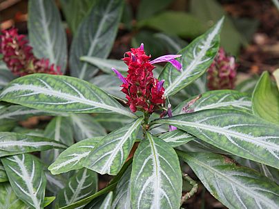 Mini camarão rosa (Justicia scheidweileri)Foto: Maja Dumat
