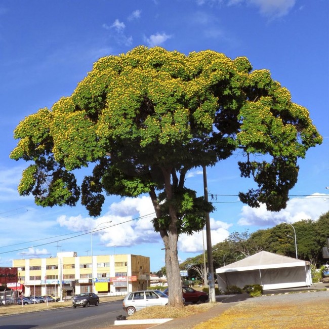 Sibipiruna (Caesalpinia pluviosa)