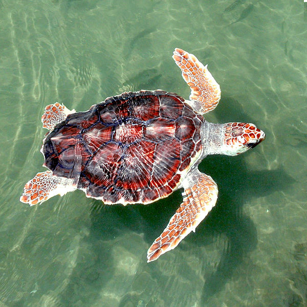 Tartaruga-cabeçuda (Caretta caretta)Foto: Reprodução