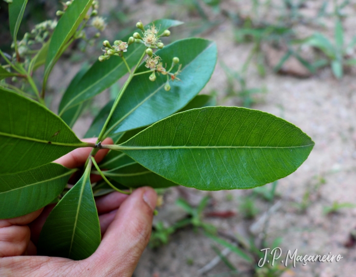 Folhas de Pimenta pseudocaryophyllus, planta utilizada no preparo da cataia