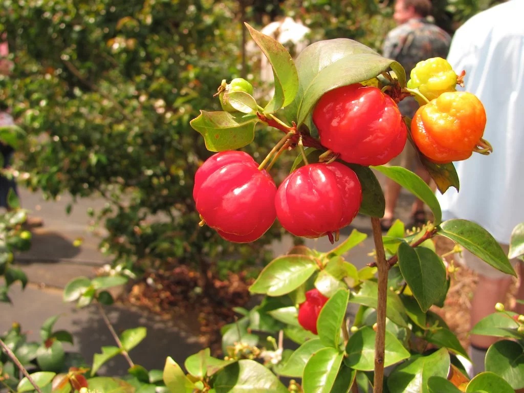 Pitangueira (Eugenia uniflora)