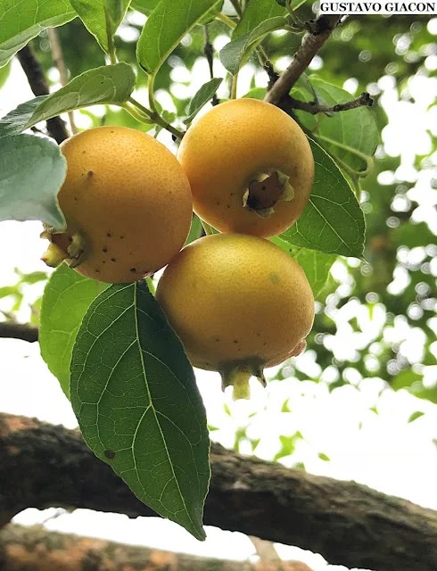 Guabiroba (Campomanesia xanthocarpa)