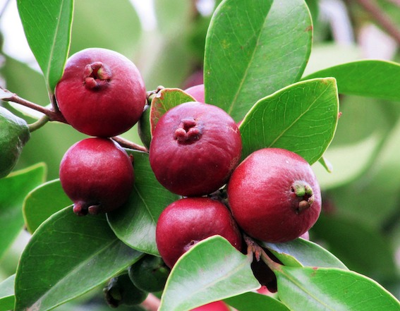 Araçá (Psidium cattleianum)