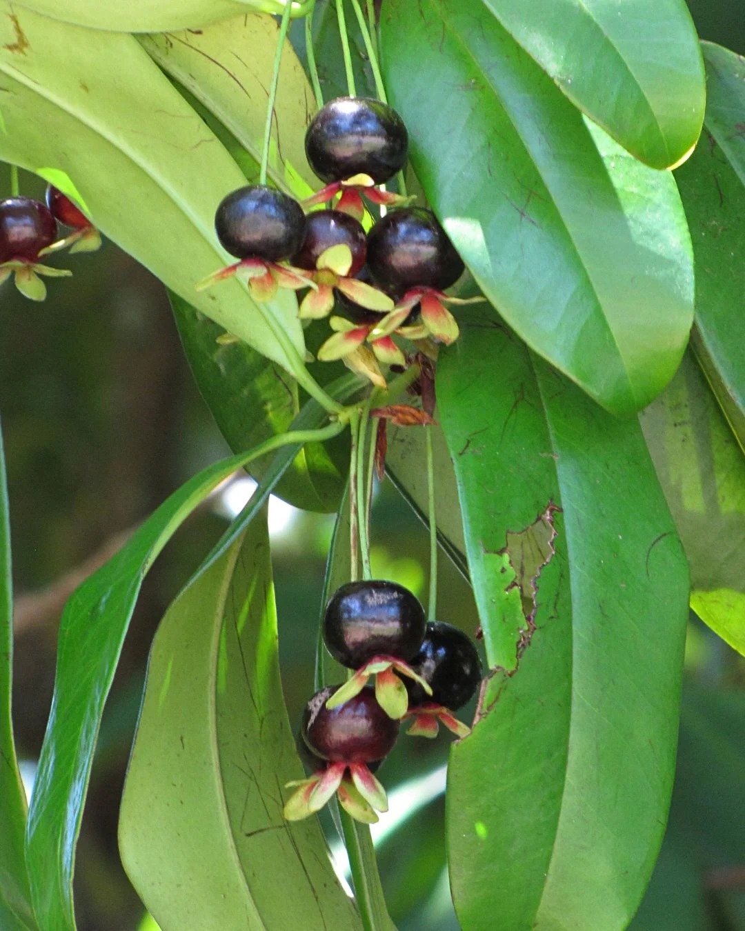 Grumixama (Eugenia brasiliensis)
