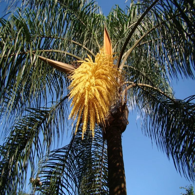 Jerivá (Syagrus romanzoffiana)
