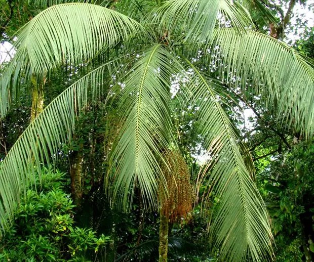 Palmito-juçara (Euterpe edulis)