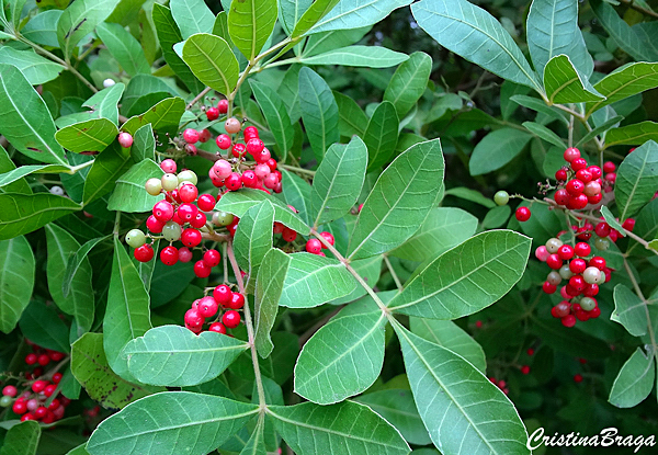 Aroeira-vermelha (Schinus terebinthifolia)