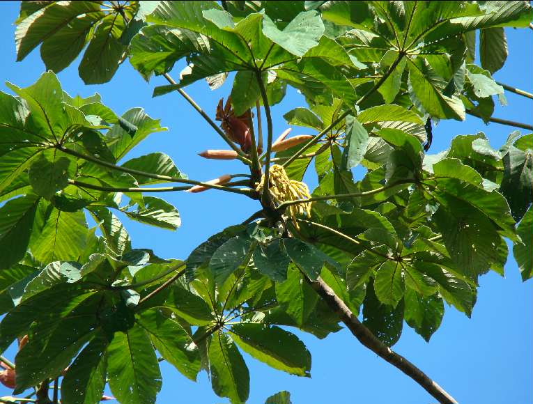 Embaúba (Cecropia pachystachya)